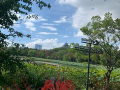 -金鸡湖桃花岛