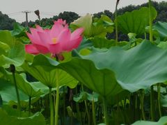 -嘉北郊野公园