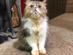 -more than meow吴止猫主题餐厅(承德 中船汇店)