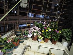 -溪岸路花鸟市场