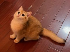 -东方名猫馆·英短金渐层布偶猫舍(环线广场1号楼店)