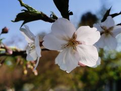 -东湖磨山景区樱花园-停车场
