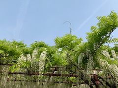 -嘉定紫藤园