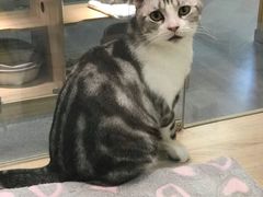 -BABIT巴比特宠物(MOMOPARK店)