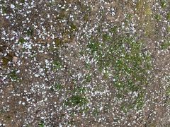 -香雪海