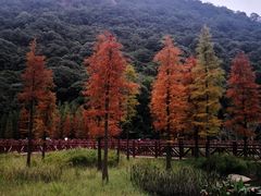 -广州市石门国家森林公园
