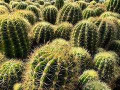 -深圳仙湖植物园