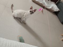 -美联众合爱康动物医院•复杂内科•肿瘤科•牙科•腔镜诊疗中心