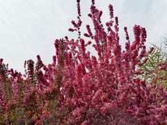-海棠花溪(元大都城垣遗址公园)