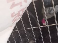 -宠颐生斯嘉宠物医院·急重症·心内科(谷阳北路分院)