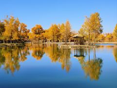 -金塔沙漠胡杨林景区