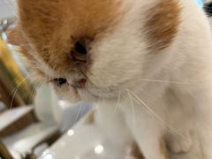 -飞行喵MR PILOT|猫舍·猫咖(静安大融城店)