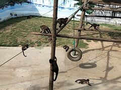 -西霞口神雕山野生动物世界