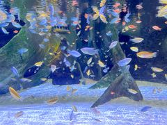 -上海海洋水族馆