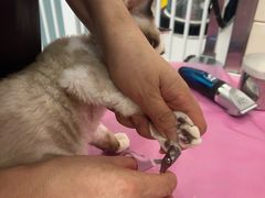 -北京观赏动物医院·24小时大型综合·猫专科·异宠专科