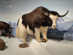 -陕西自然博物馆