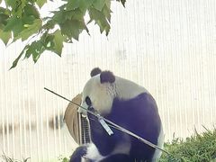 -卧龙中华大熊猫苑神树坪基地