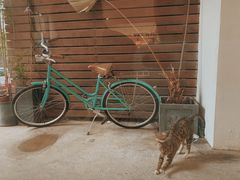 -猫里有甜