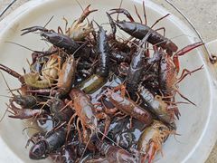 -同銮特种养殖场·龙虾垂钓