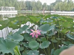 -丰台花园