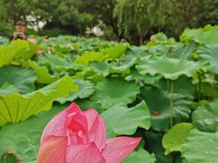 -陈家山荷花公园