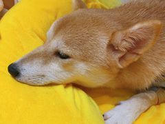 -逗柴咖啡屋·狗咖猫咖宠物桌游