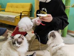 -猫在这儿猫咪咖啡馆·撸猫馆