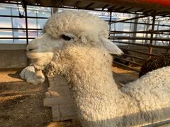 -南宫五洲植物乐园