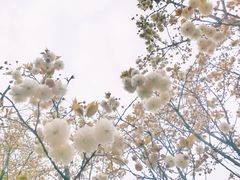 -南山植物园