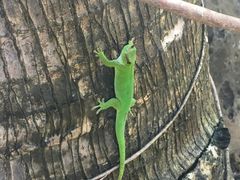 -毛里求斯小四川餐厅总店