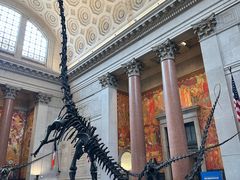 -美国自然历史博物馆