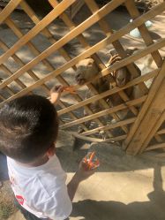 -萌宠亲子动物乐园(槐房万达店)