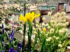 -双季花艺园艺市场(浦东店)