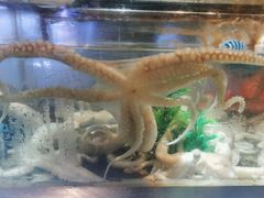 鲜活章鱼-V-ONE西雅图海鲜自助餐厅(仓山万达广场店)