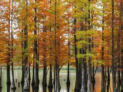 -白鹭湾湿地公园