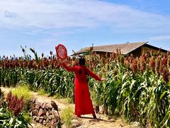 -三圣花乡旅游区