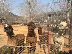 -大连森林动物园