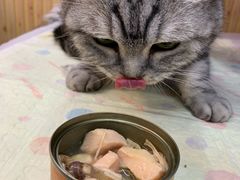 -爱宠屋pet shop·宠物洗澡·宠物美容