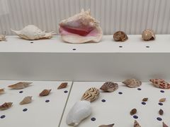 -青岛贝壳博物馆