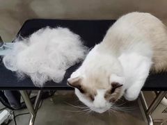 -PETKIT小佩宠物·低压洗护(国顺东路店)