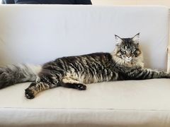 -鼓捣猫呢主题猫咖店