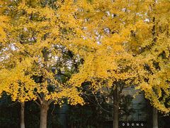 -金陵图书馆