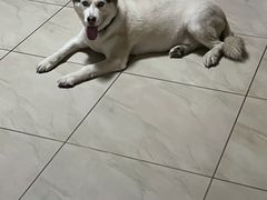 -宠福鑫康馨动物医院·骨科·眼科