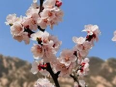 -北京凤凰岭