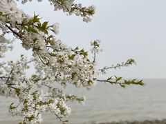 -上海滨江森林公园