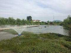 -同銮特种养殖场·龙虾垂钓