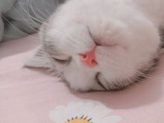 -纳吉亚猫专科动物医院·北北分院