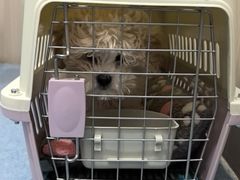 -佑安动物医院·全科·内窥镜中心(幸福巷店)