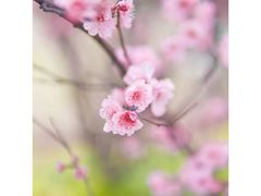 -张坝桂圆林公园