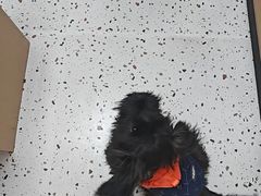 -瑞派康怡24h宠物医院·犬猫医疗中心·微创绝育(瑞景分院)